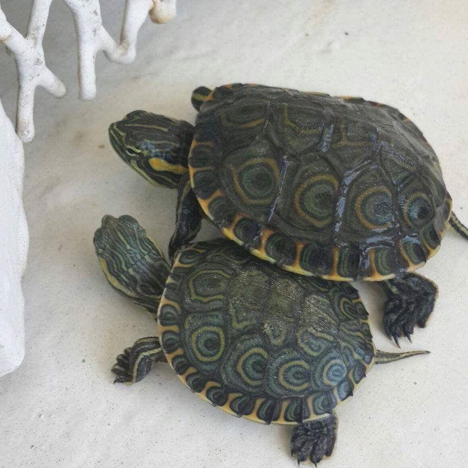 venta de marisco
