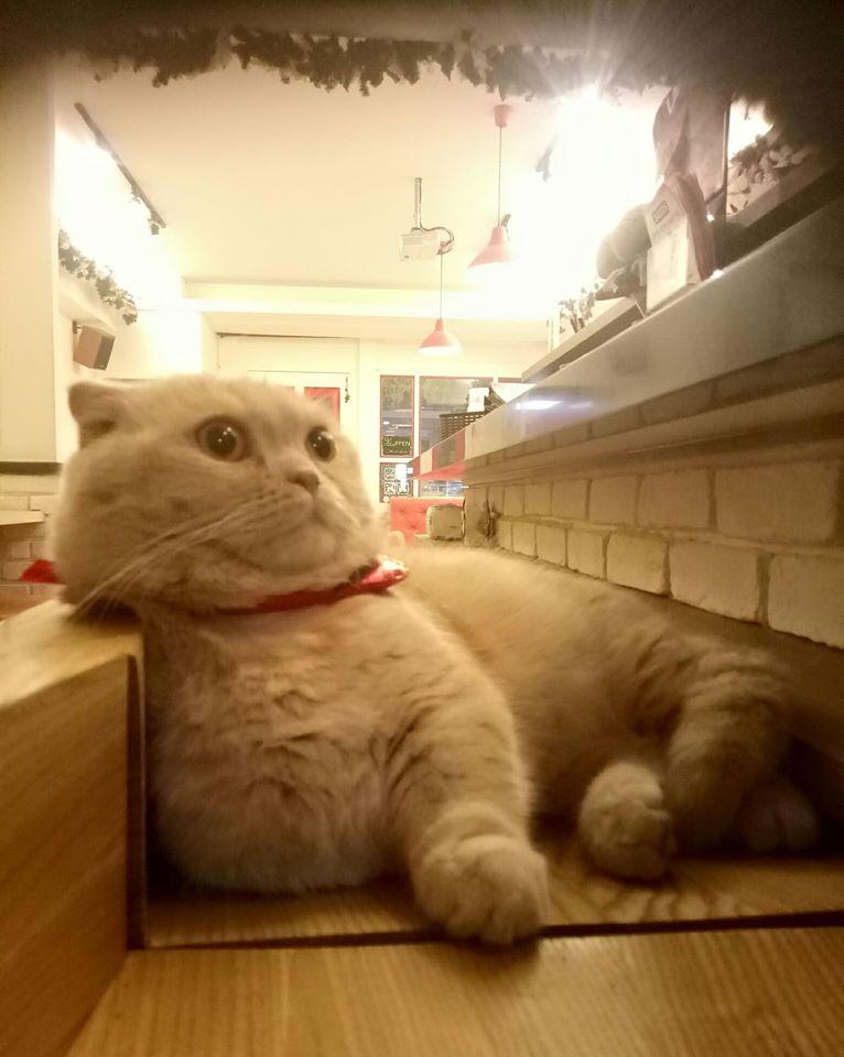 貓爸主提餐廳