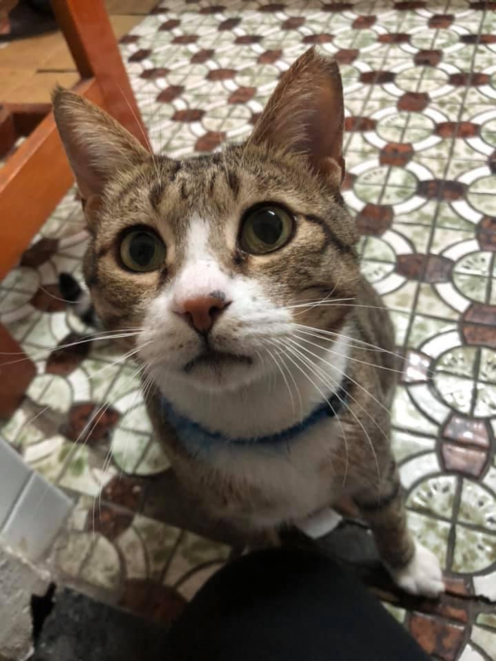 Kabu起司薄餅專賣