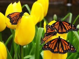 Mariposa Catering