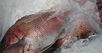 魚魚