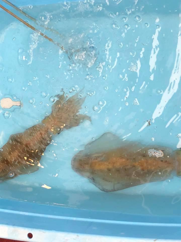 江ノ島　天海