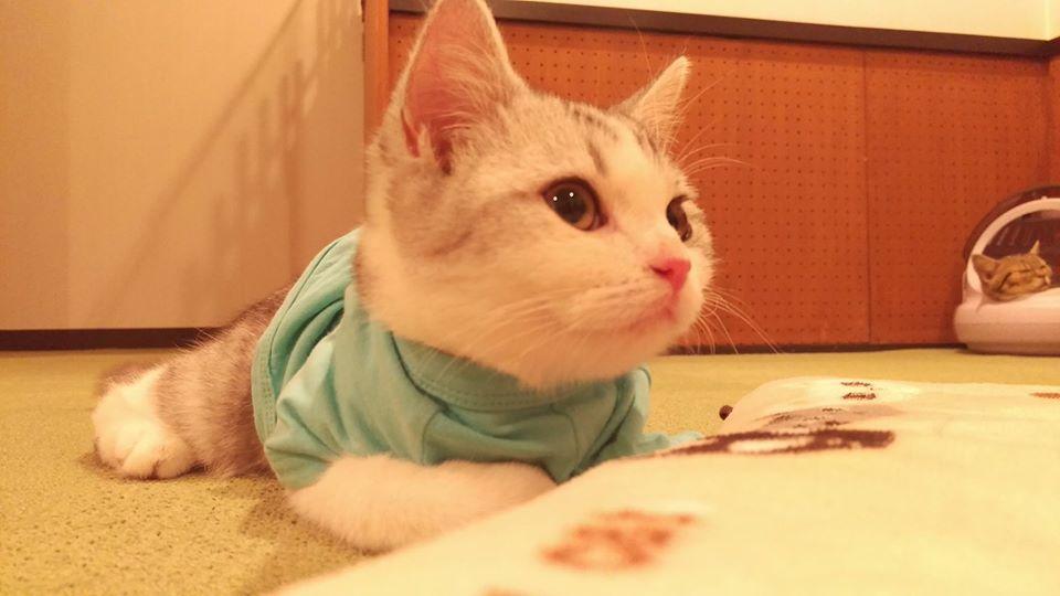 猫カフェ音々猫‐ねねねこ‐