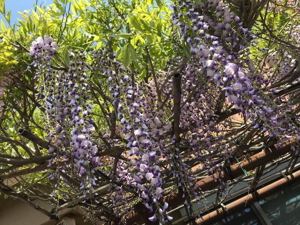 寿美芳