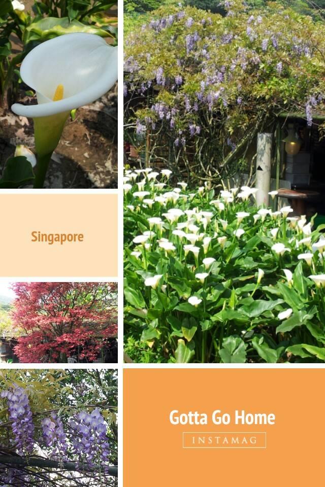 （原義麵達人海山店） 改名為樂芙麵