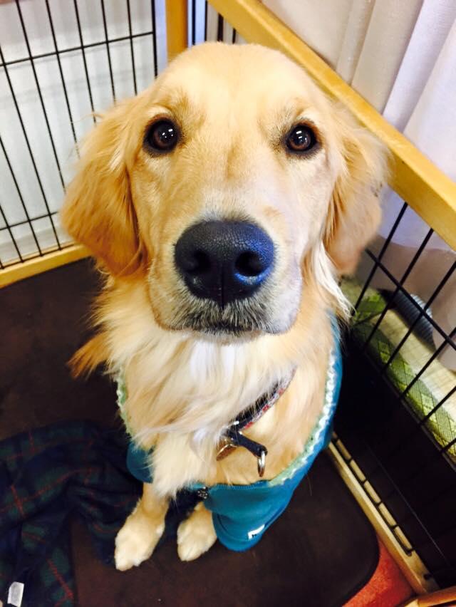 Dog Cafe&Salon La Coda