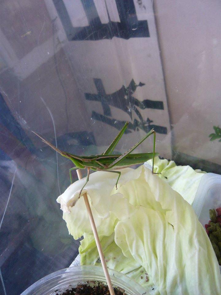 中国料理華都