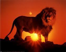 House Springs Lions Holdem