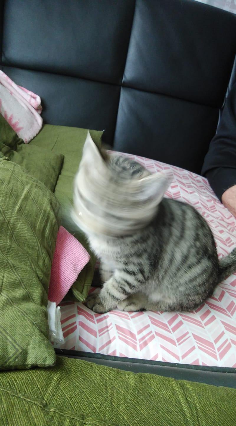 パブゴールド