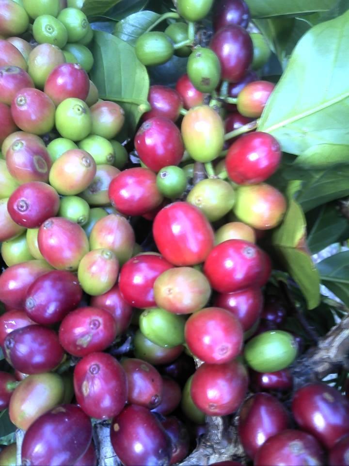 Machuca cafe