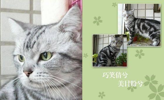9號貓小路