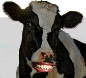 Cattle Call