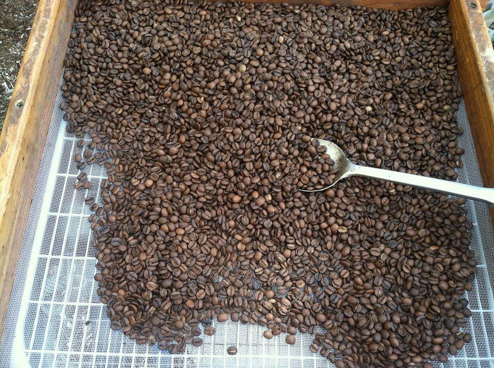 Glory Beans Coffee