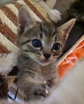 ねこカフェ くるるん