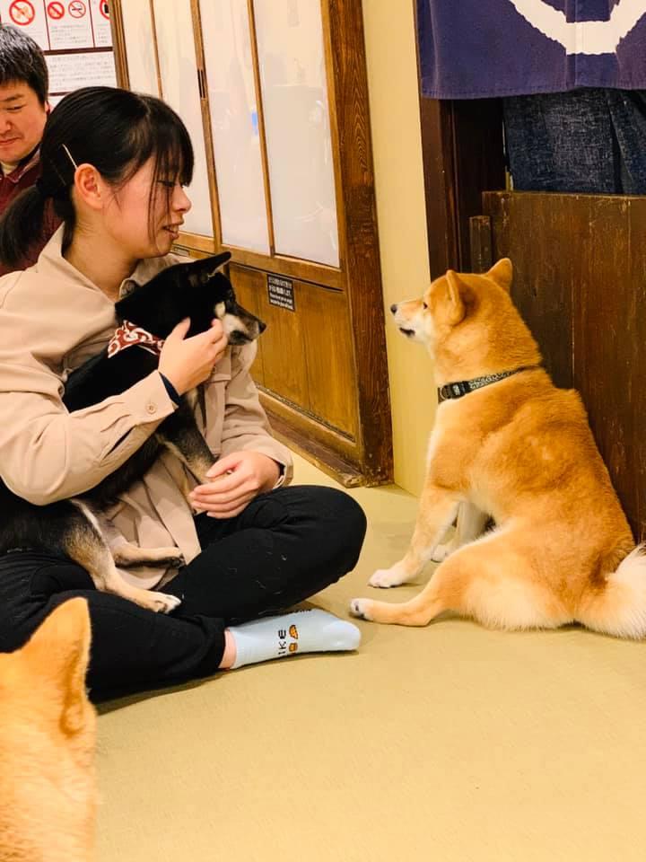 豆柴カフェ