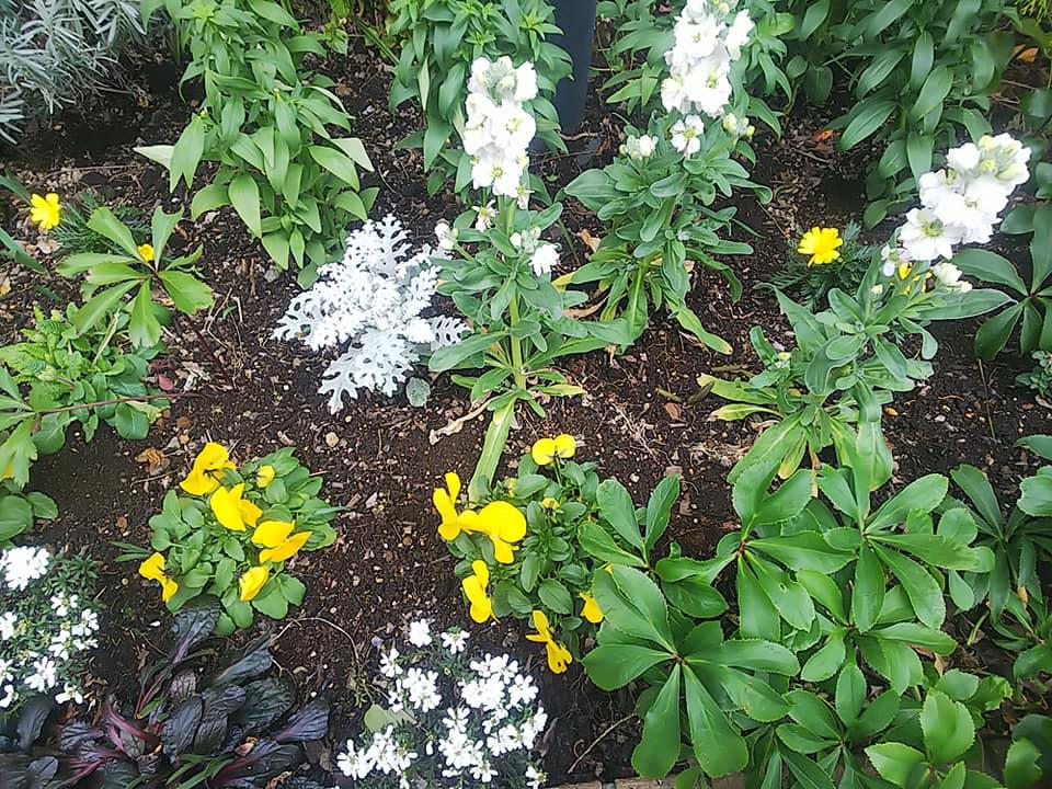 リベラ千石のお花たち
