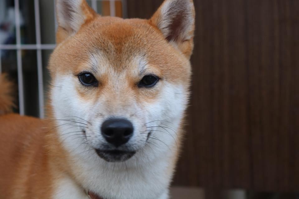 酒肴とり 長助