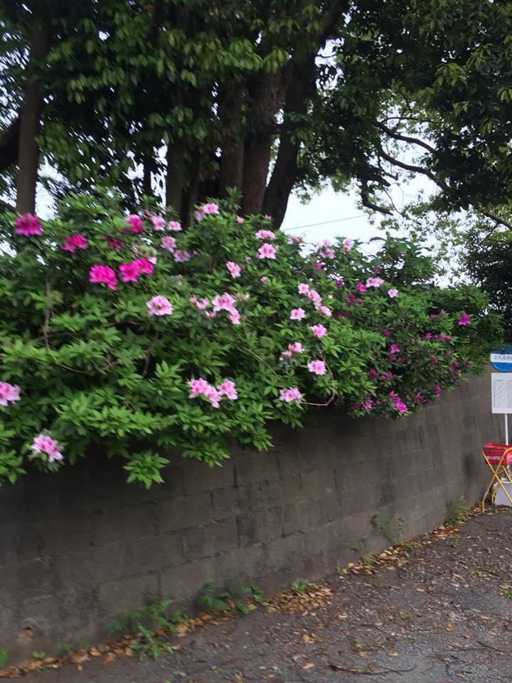 和食とcafe花鳥風月