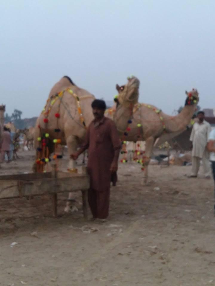 Gujranwala Mandi