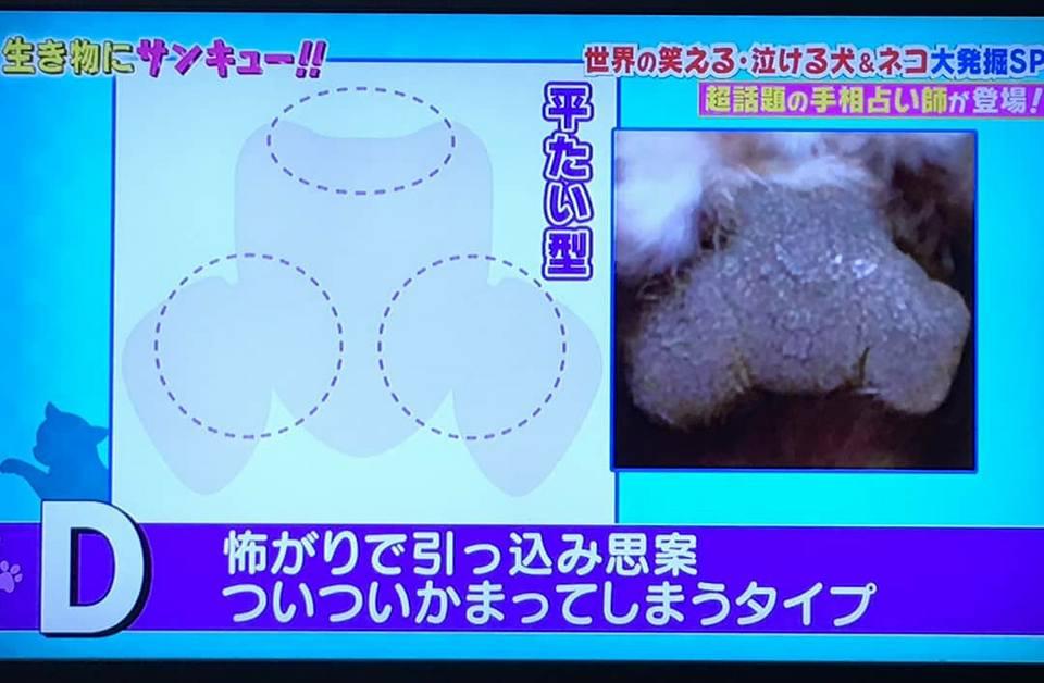 猫カフェ 猫にも小判