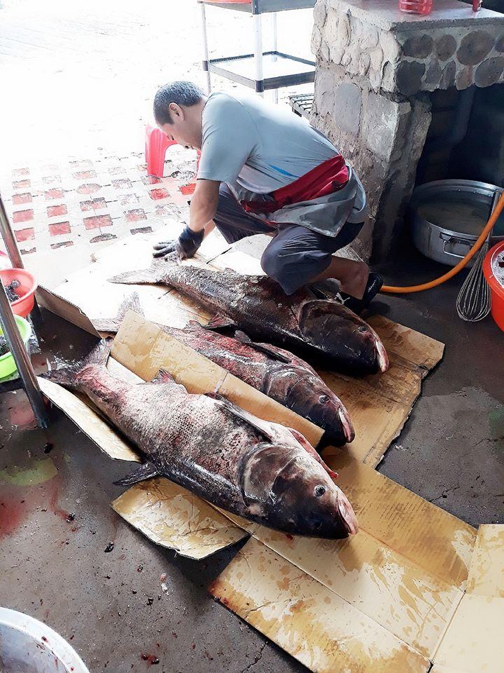 埔里鯉魚潭賽德克公主海陸鮮魚碳烤吃到飽