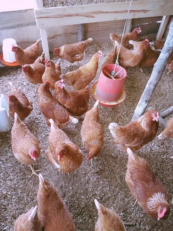 Granja Avícola Habacuc