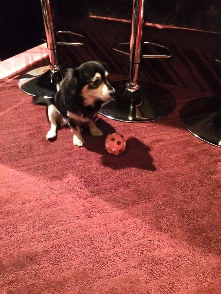 Bar715（dog&遊び）