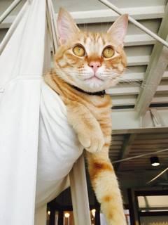 猫の事務所＊ねこちゃる