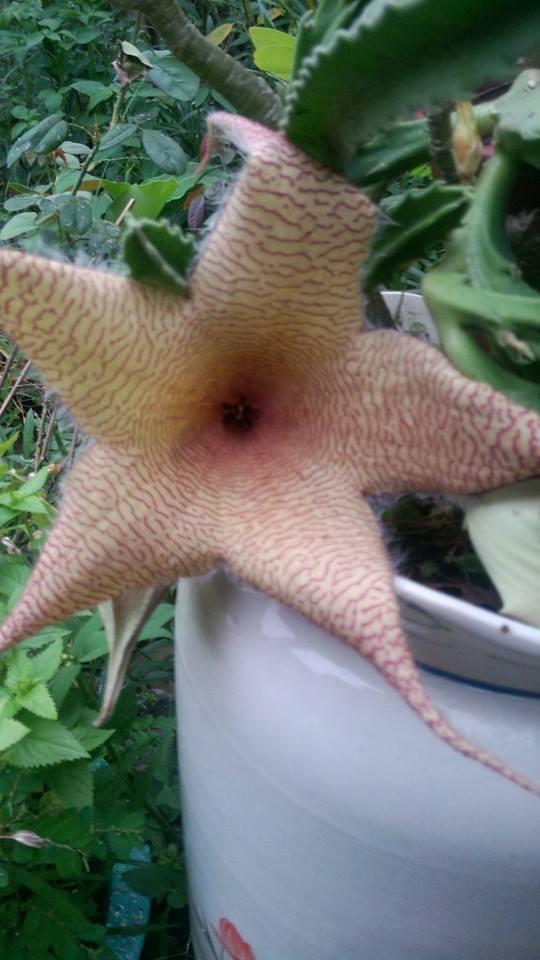 饗樂花園餐廳