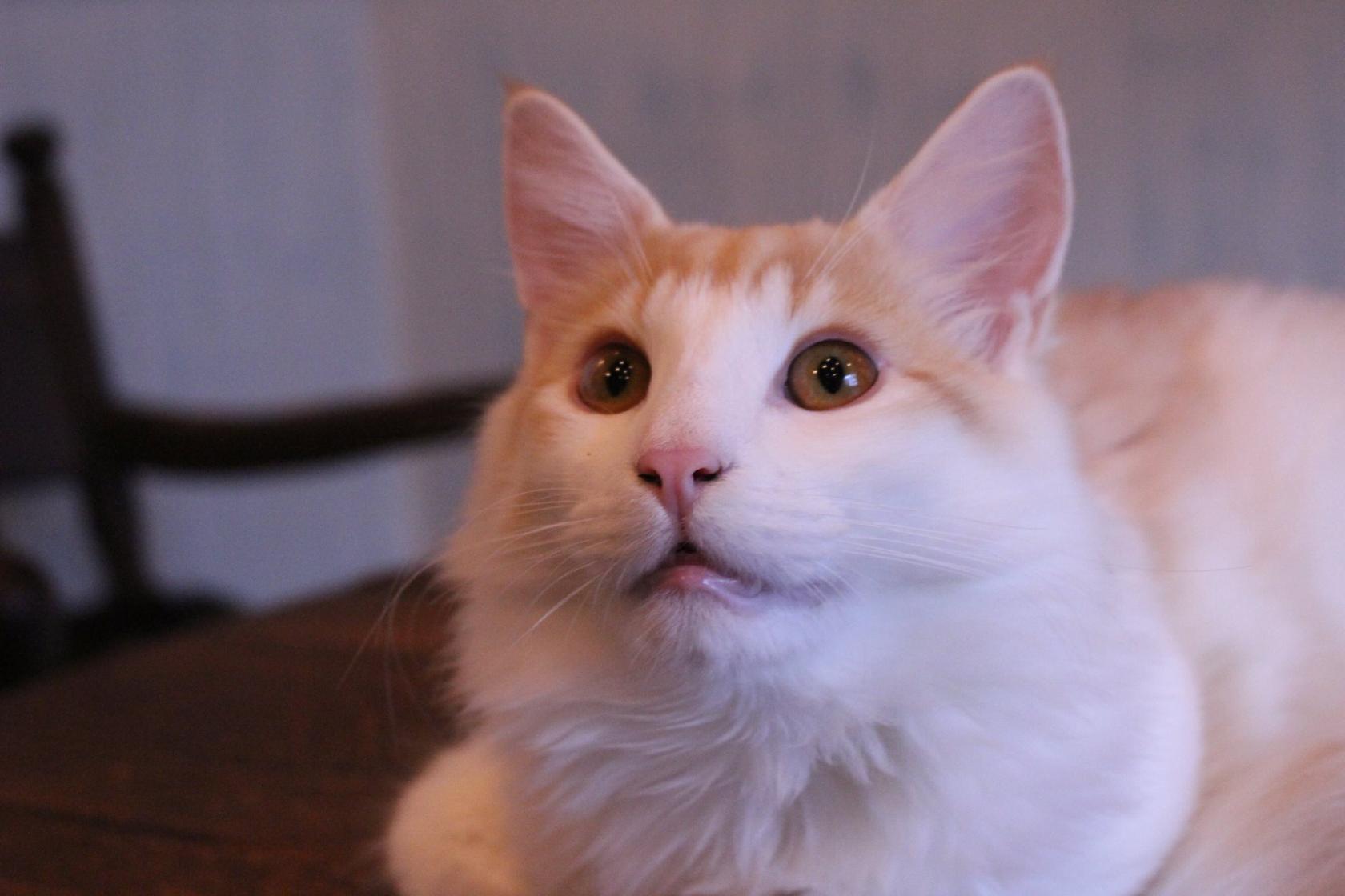catcafeRIEN