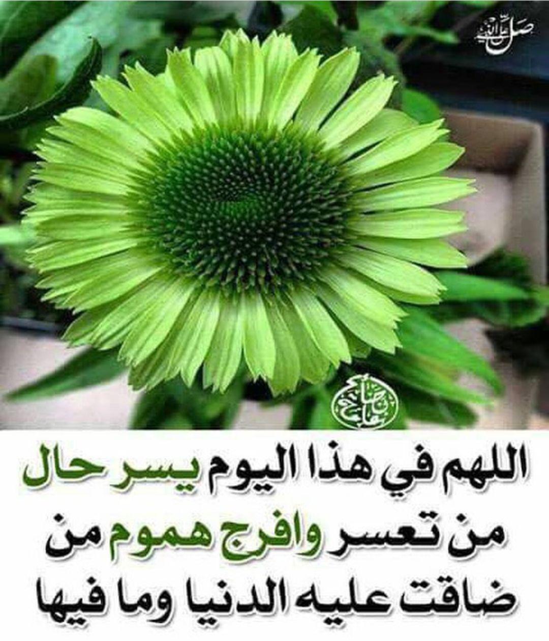 الديك الرومي-الجابريه