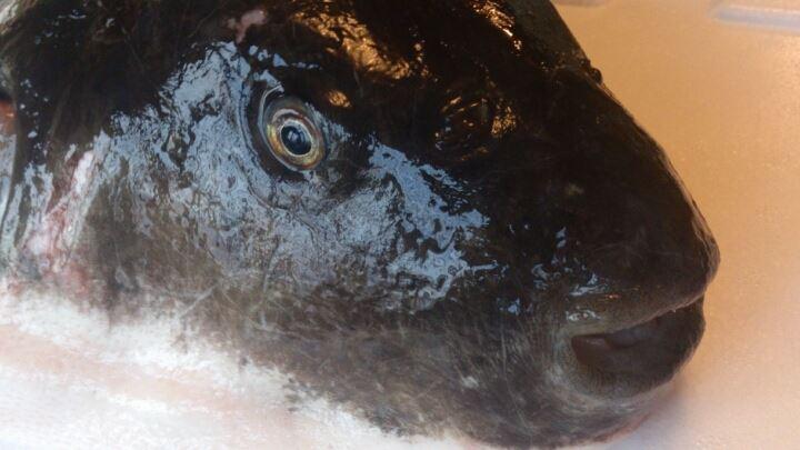 活ふぐ 活はも料理 ふく千