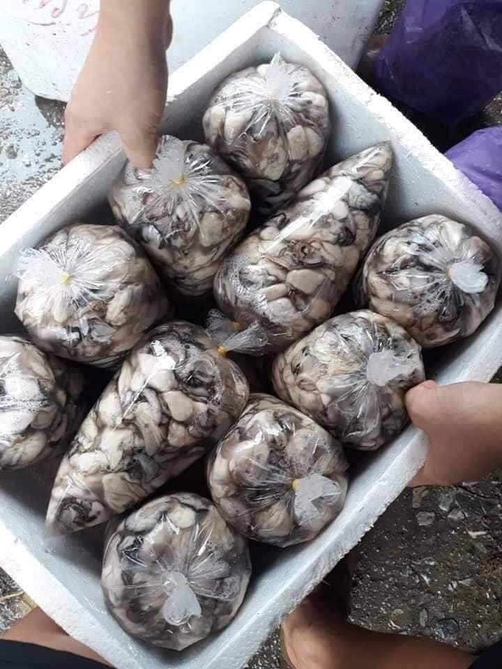 ນ້ອຍ ຫອຍແຂງ