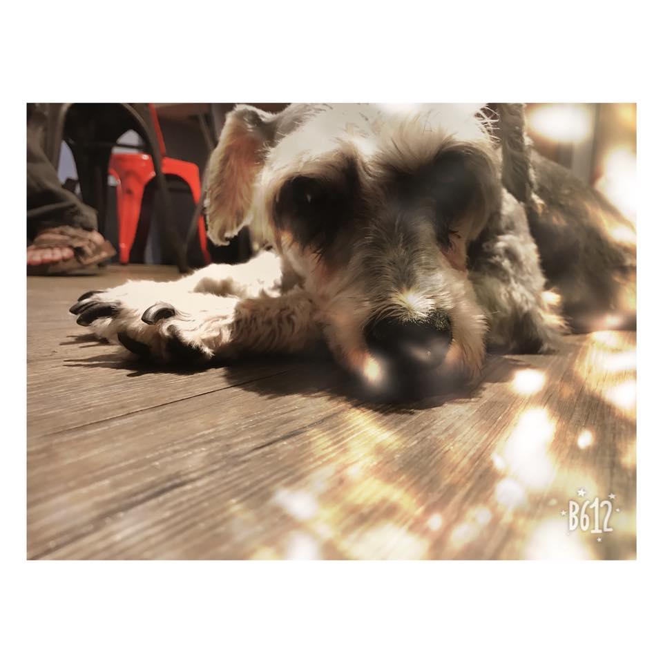 秋葵犬食堂
