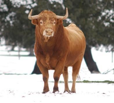 MI Torito"