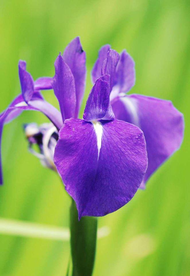 花のアルバム