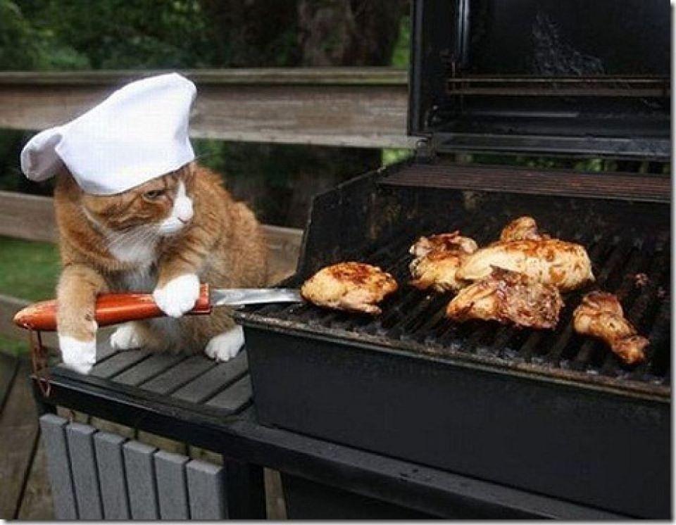 Cat Kitchen