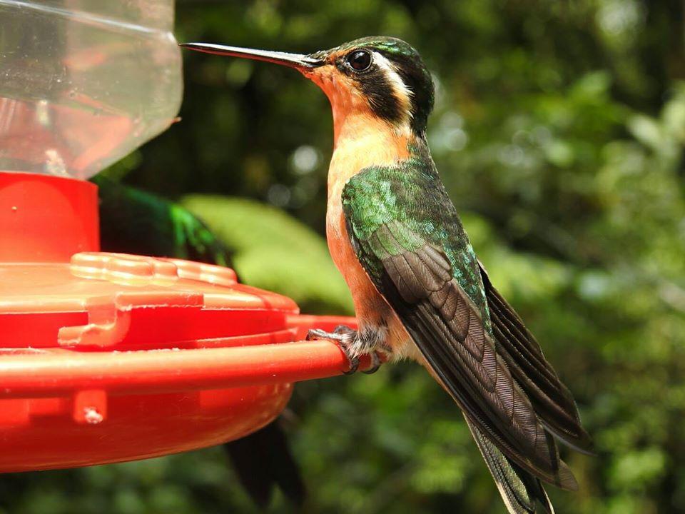 Cafetería el Colibrí