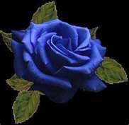 La Rosa Blu
