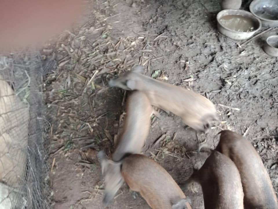 五隻小山豬