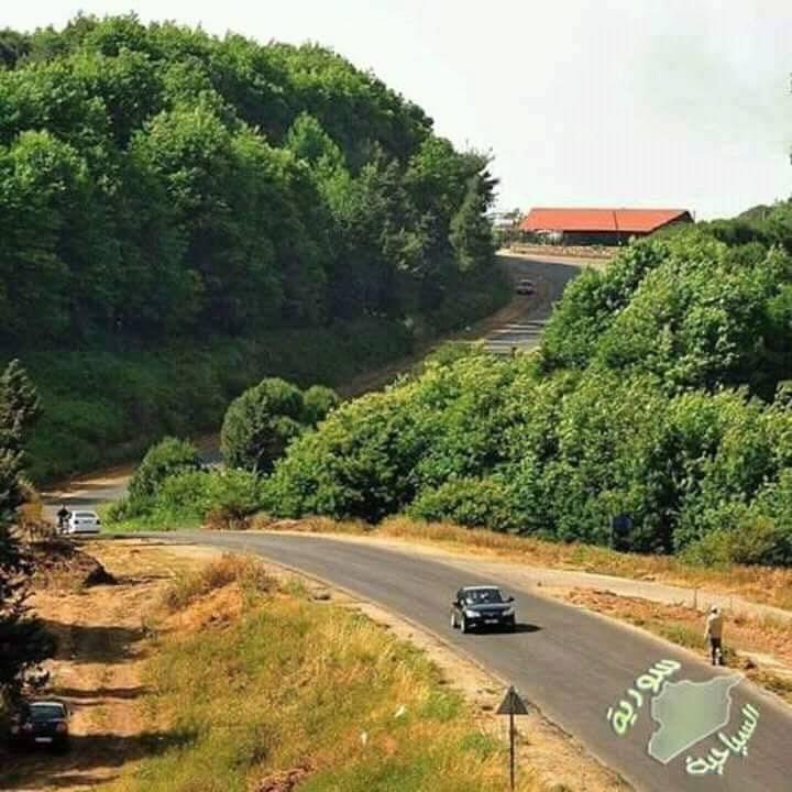مطعم غابة الصنوبر