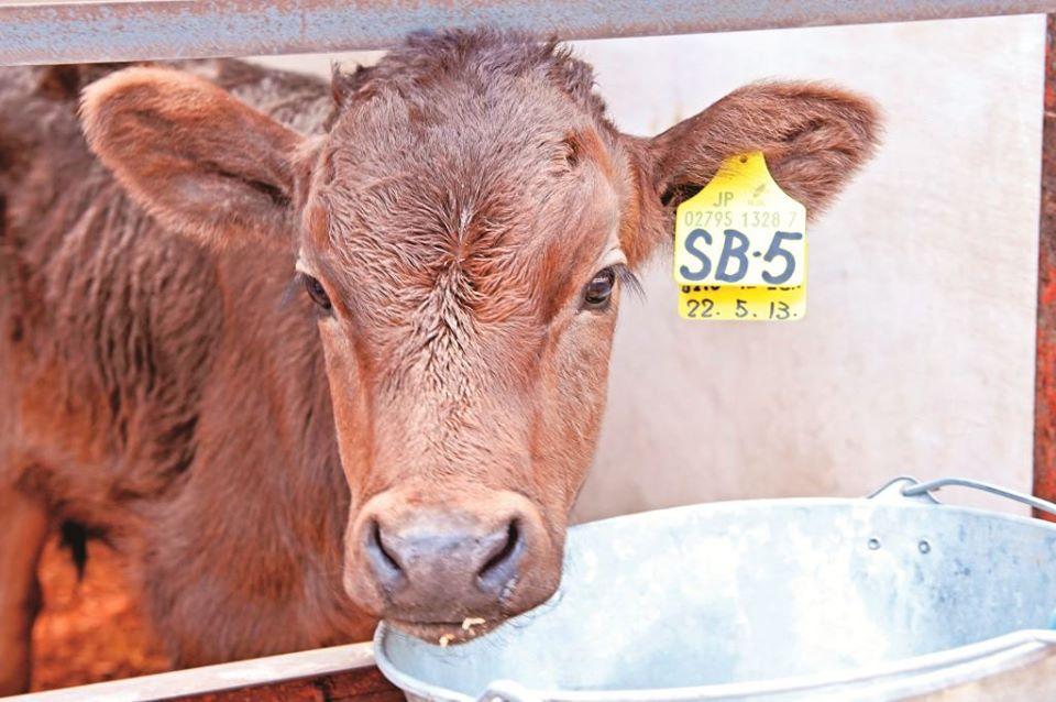 Beef Index Japan
