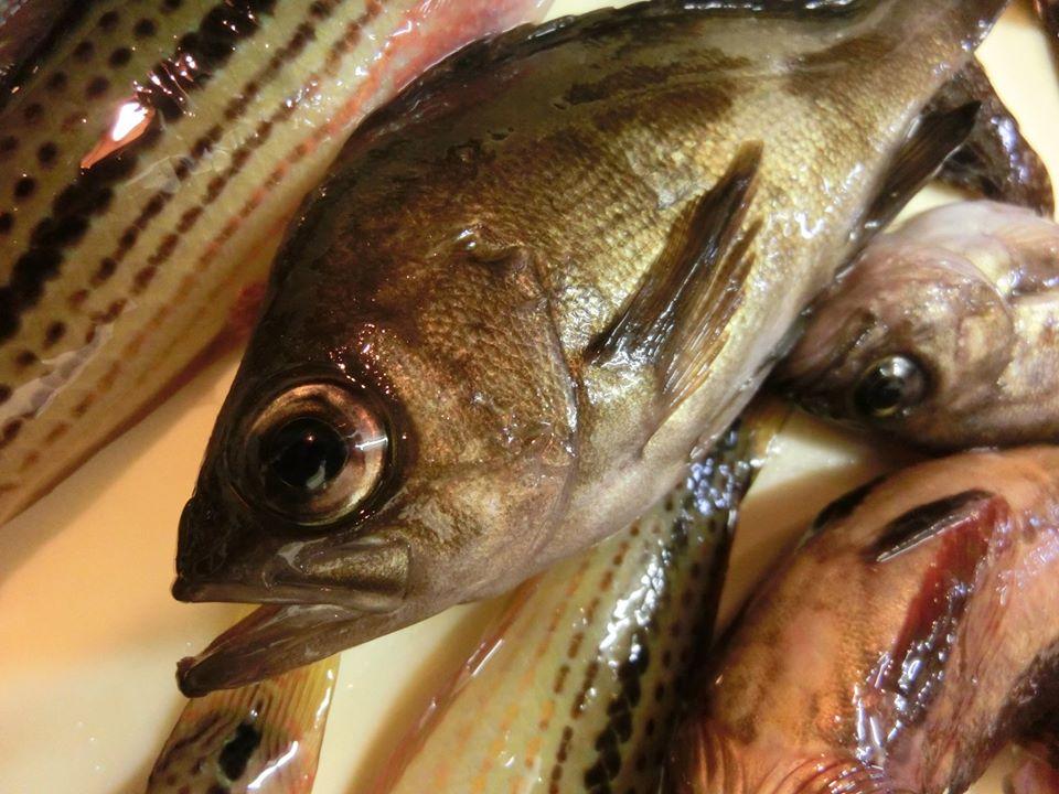 お食事処 釣吉
