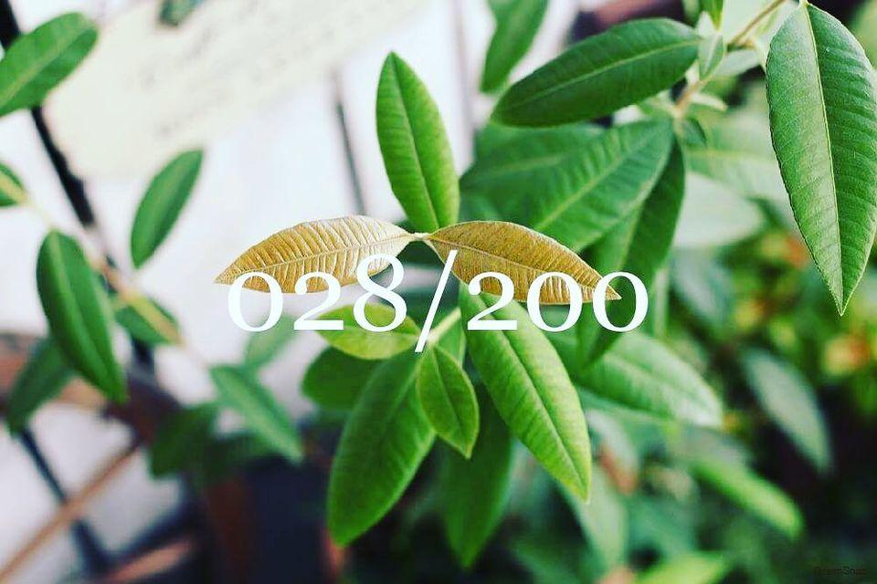 HERBA MONDO