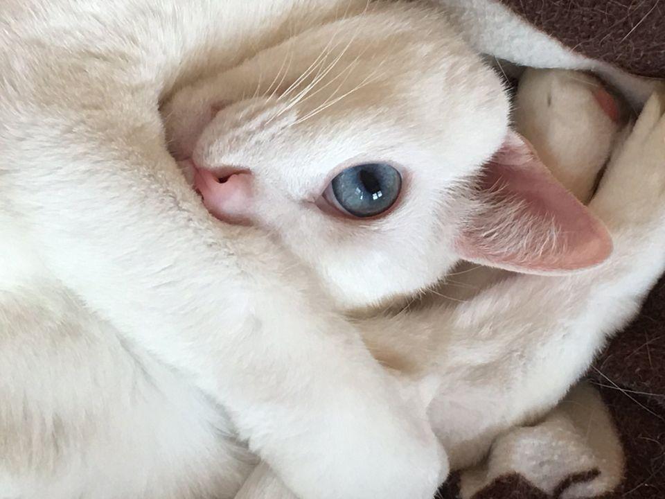 保護猫 湘にゃ庵