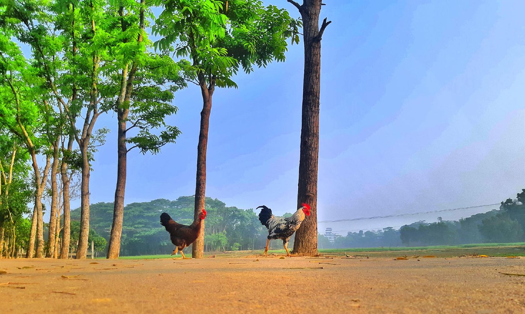 মনুর ঠেক