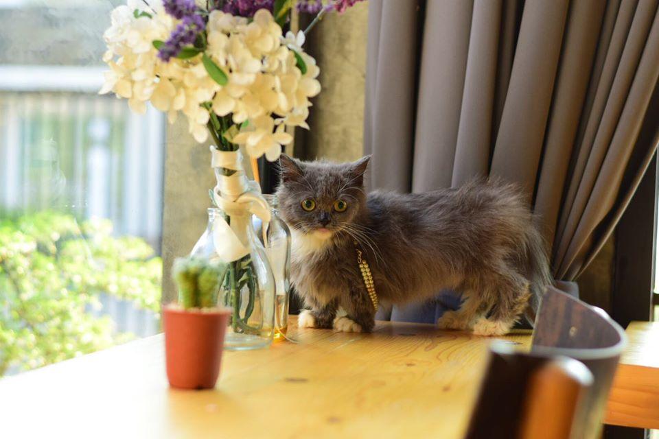 Mulan Cat Cafe Bangkok