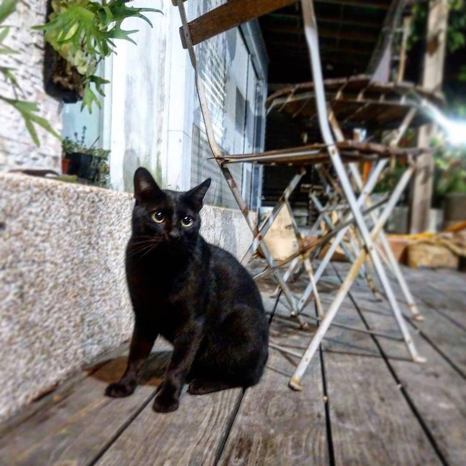 橘光呼嚕x背包Cat 貓の咖啡館