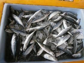 Ikan Fresh Dari Kuala Muda