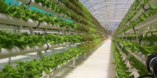 De la huerta a tu mesa